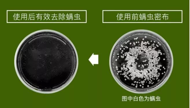 和螨虫说拜拜!持续断货的澳洲茶树洗护系列全新升级!抢先体验(图26)