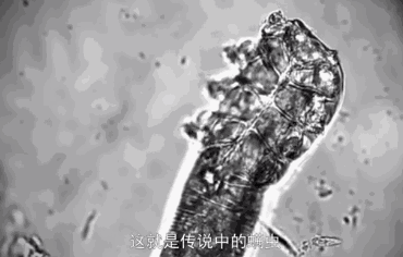 和螨虫说拜拜!持续断货的澳洲茶树洗护系列全新升级!抢先体验(图7)