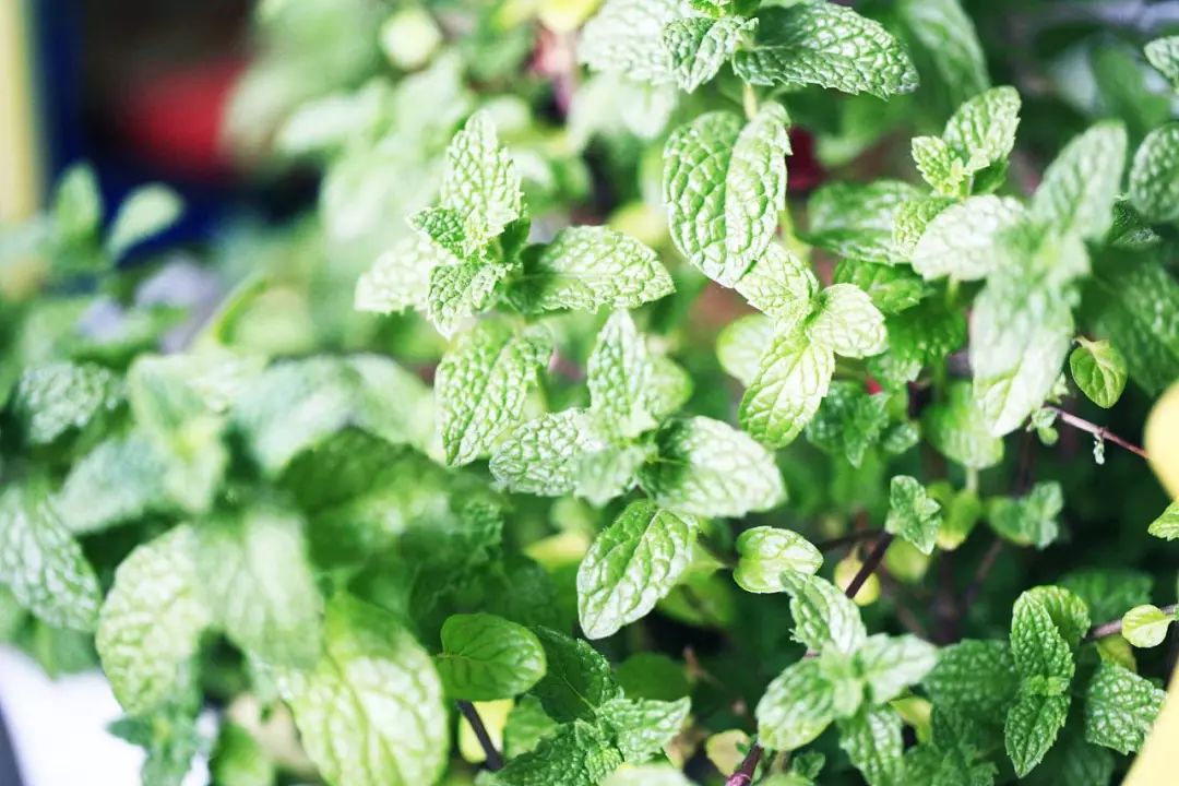 大澳&Target丨六合一面膜套盒,刮起简洁护肤之风~~(图11)