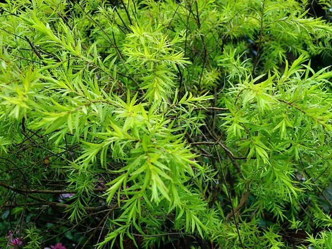 天然雕饰美,10大纯露哪款是你心头爱?(图5)