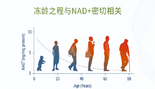 医学专刊 | 面对衰老，一网打尽才算是有效抗衰！