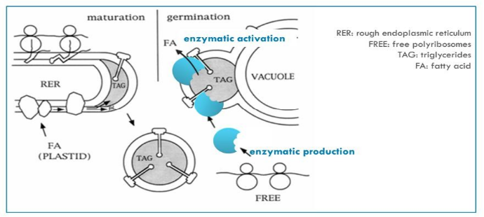 大澳 | 黄金能量油 生物科技的成果(图4) 图片