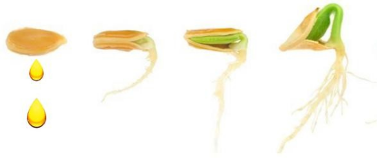 大澳 | 黄金能量油 生物科技的成果(图3) 图片