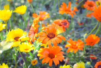 大澳®|产品 天然雕饰美,10大纯露哪款是你心头爱?(图11) 图片