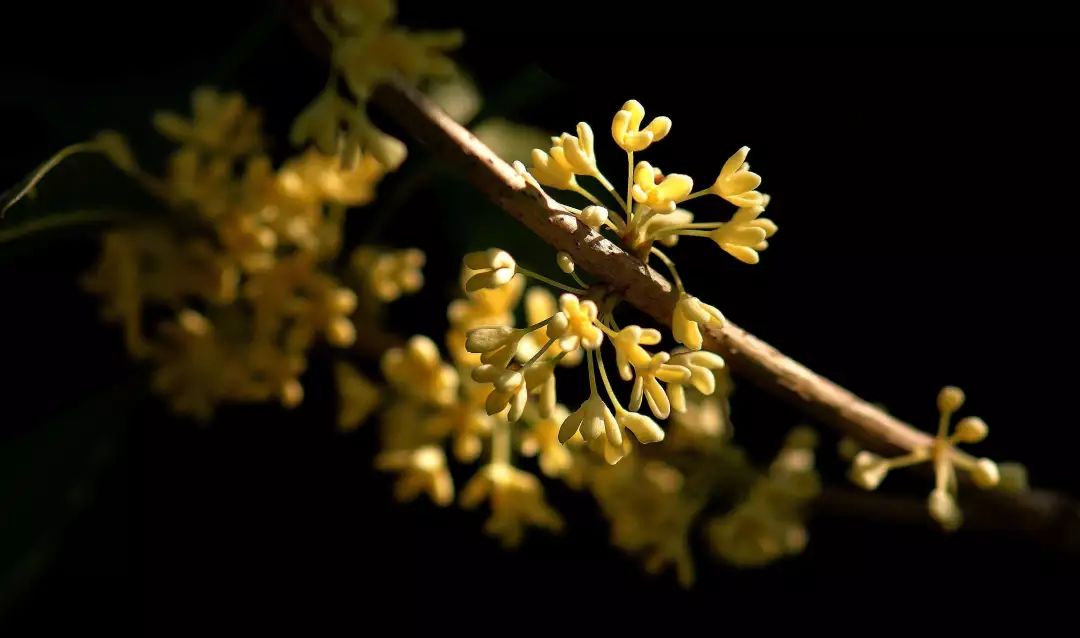 大澳®|产品 天然雕饰美,10大纯露哪款是你心头爱?(图12) 图片